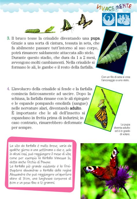 farafalla|ricerca sulla farfalla.